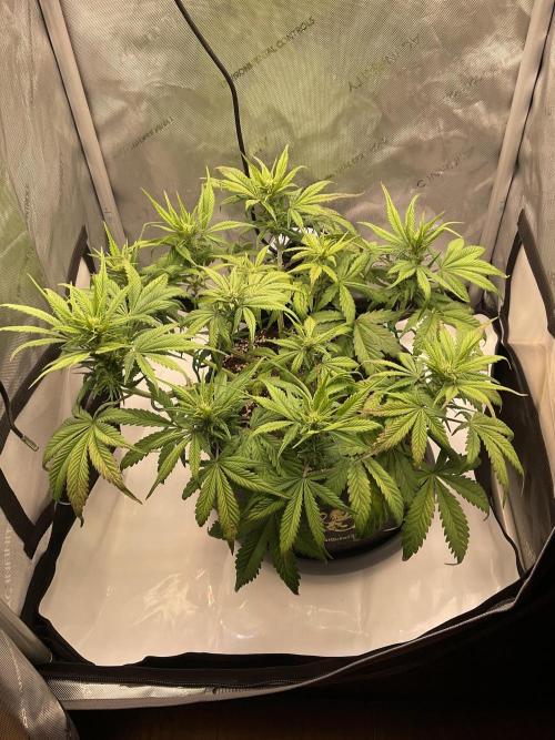 Strawberry Gorilla indoor FastBuds. Week 6 - Tag 41