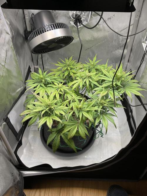 Strawberry Gorilla indoor FastBuds. Week 6 - Tag 42