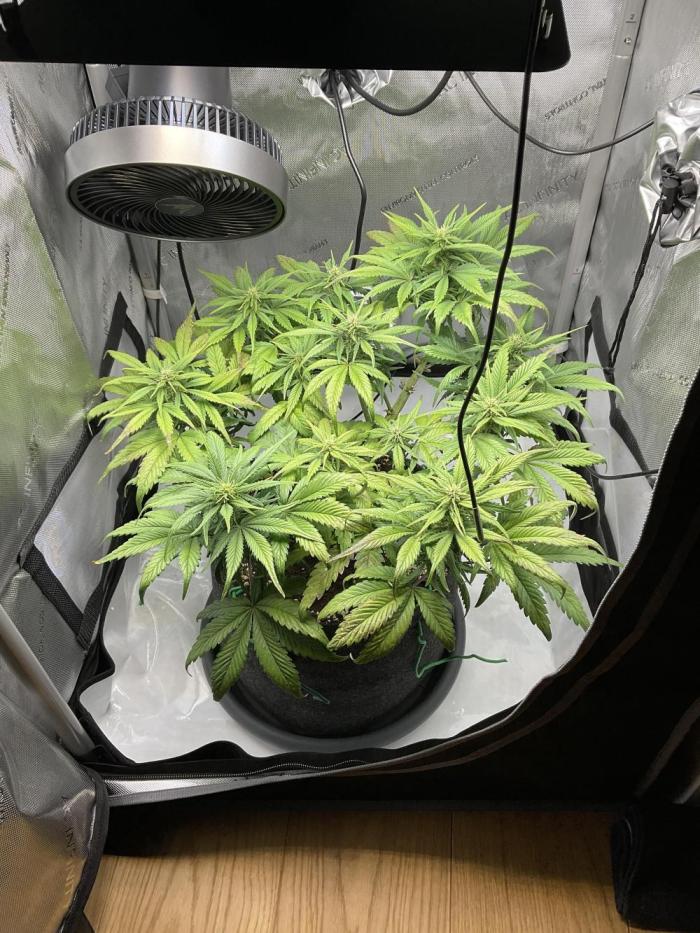 Strawberry Gorilla indoor FastBuds. Week 7 - Tag 43