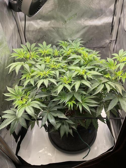 Blueberry pancakes indoor HSC. Week 6 - Tag 46