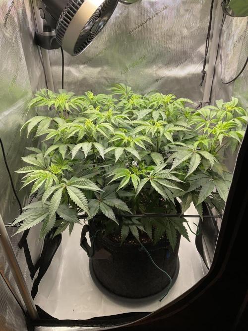 Blueberry pancakes indoor HSC. Week 7 - Tag 51