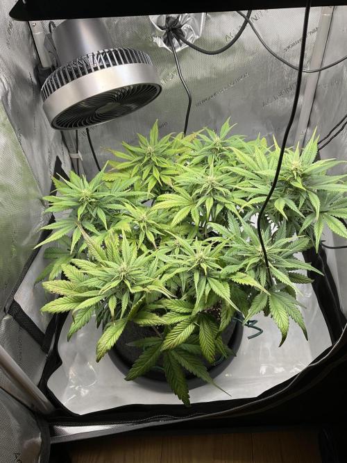 Strawberry Gorilla indoor FastBuds. Week 7 - Tag 45