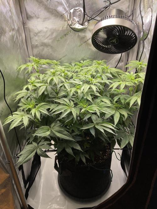 Blueberry pancakes indoor HSC. Week 7 - Tag 53