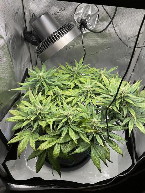 Strawberry Gorilla indoor FastBuds. Week 7 - Tag 47