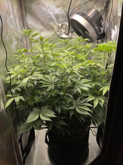 Blueberry pancakes indoor HSC. Week 8 - Tag 57