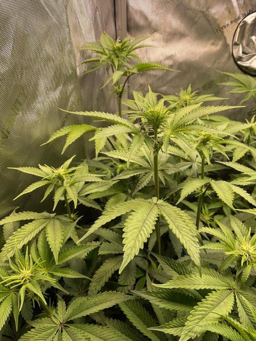 Blueberry pancakes indoor HSC. Week 8 - Tag 57