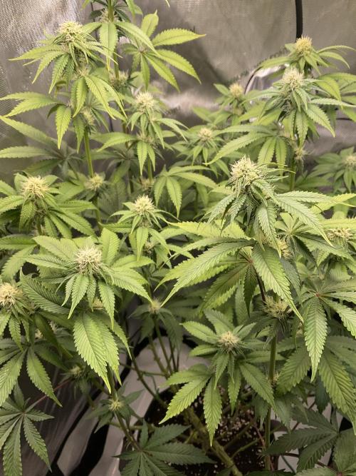 Blueberry pancakes indoor HSC. Week 9 - Tag 64 / BT 21