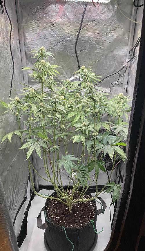 Blueberry pancakes indoor HSC. Week 9 - Tag 64 / BT 21