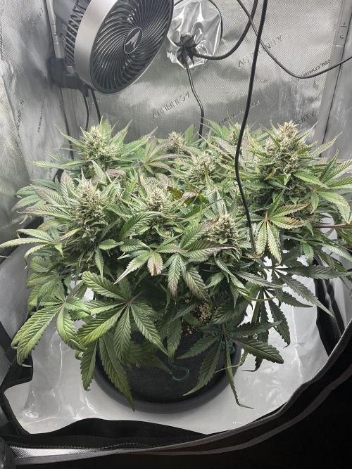 Strawberry Gorilla indoor FastBuds. Week 10 - Tag 64