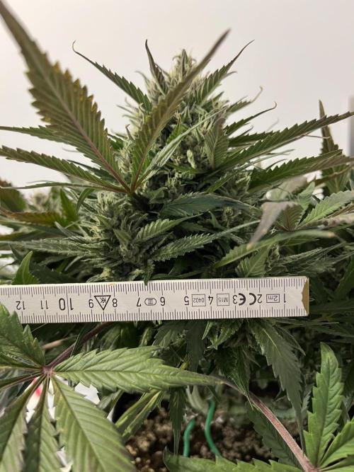 Strawberry Gorilla indoor FastBuds. Week 10 - Tag 64