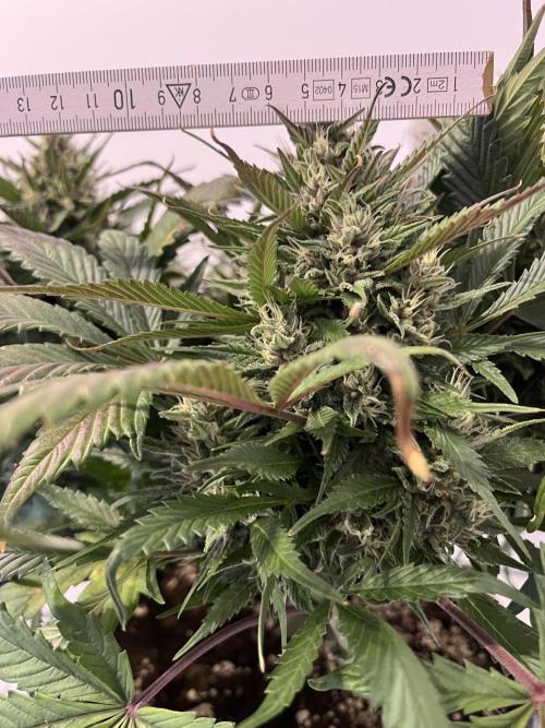 Strawberry Gorilla indoor FastBuds. Week 10 - Tag 64