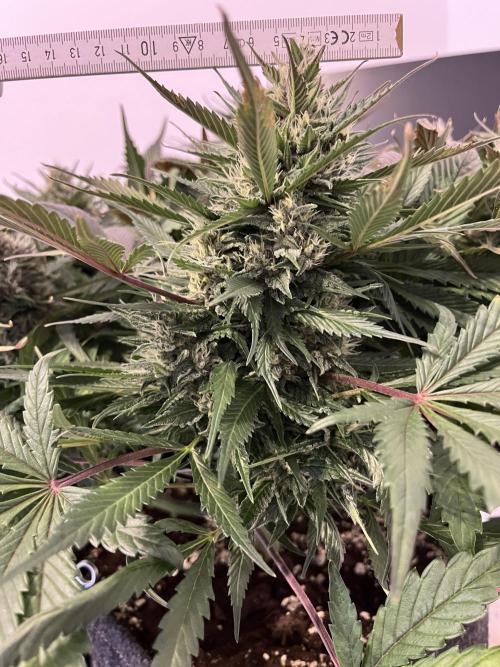 Strawberry Gorilla indoor FastBuds. Week 10 - Tag 64