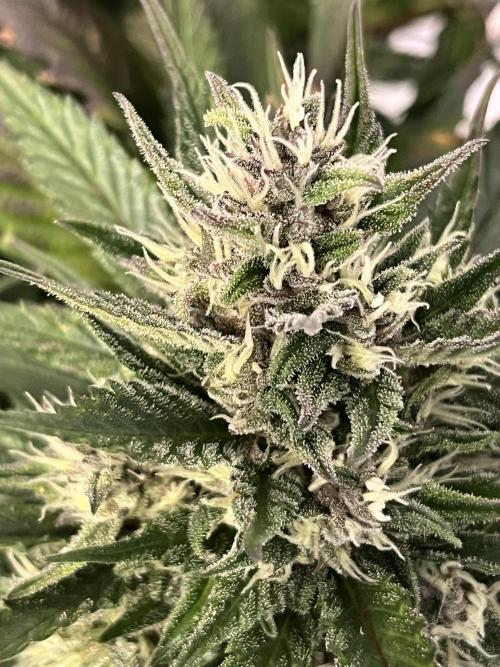 Strawberry Gorilla indoor FastBuds. Week 10 - Tag 64