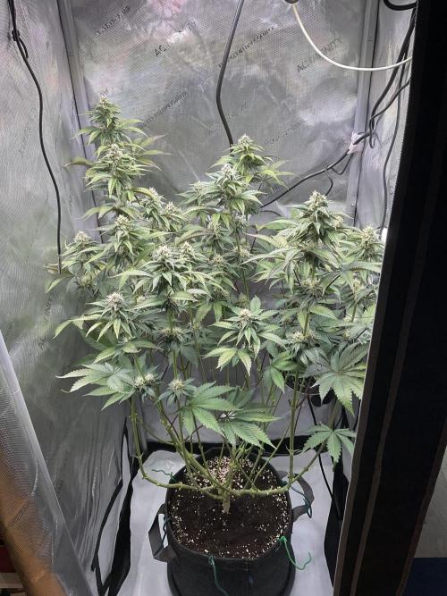 Blueberry pancakes indoor HSC. Week 10 - Tag 69 / Blütetag 27