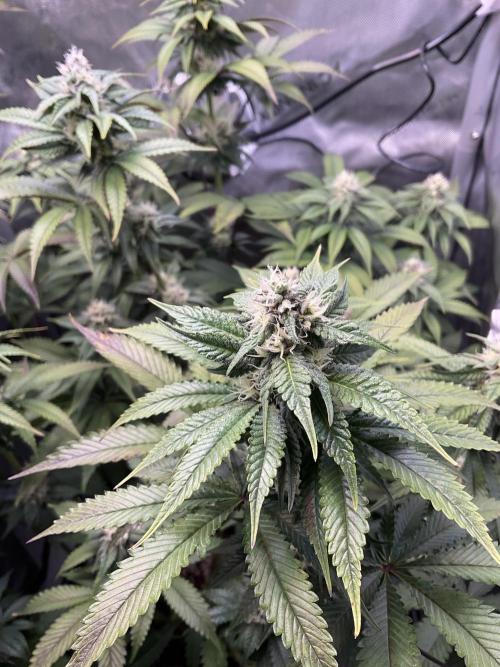 Blueberry pancakes indoor HSC. Week 10 - Tag 69 / Blütetag 27