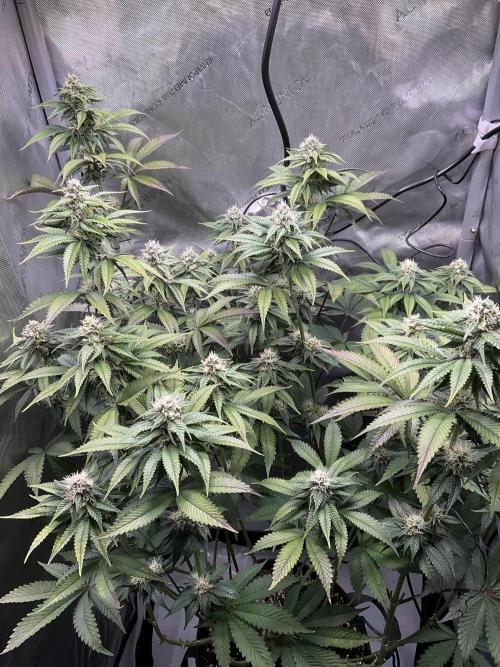 Blueberry pancakes indoor HSC. Week 10 - Tag 69 / Blütetag 27