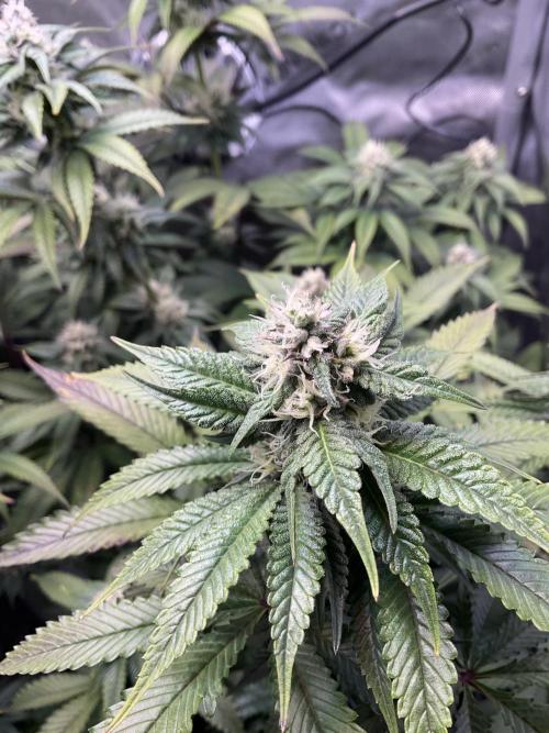 Blueberry pancakes indoor HSC. Week 10 - Tag 69 / Blütetag 27