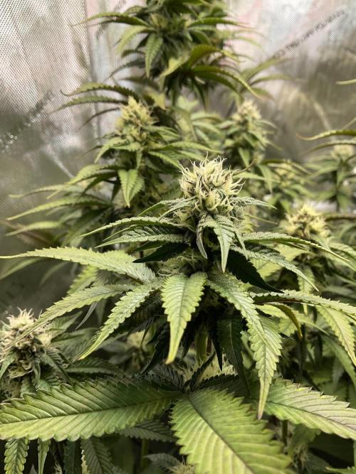 Blueberry pancakes indoor HSC. Week 10 - Tag 69 / Blütetag 27