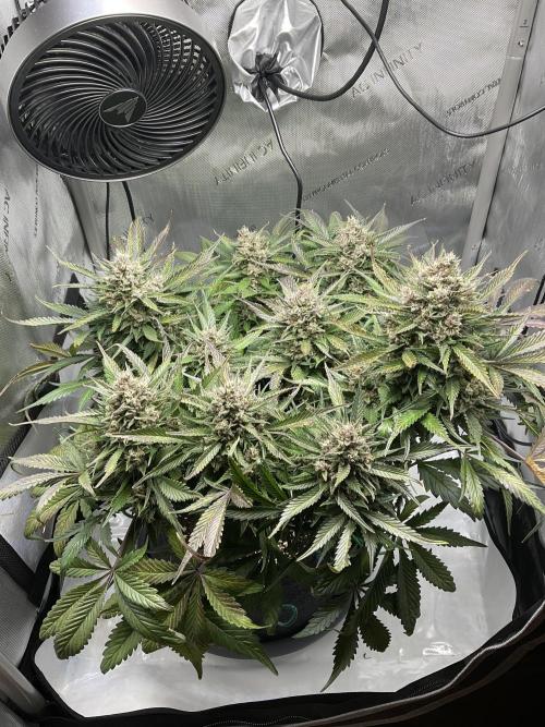 Strawberry Gorilla indoor FastBuds. Week 11 - Tag 71