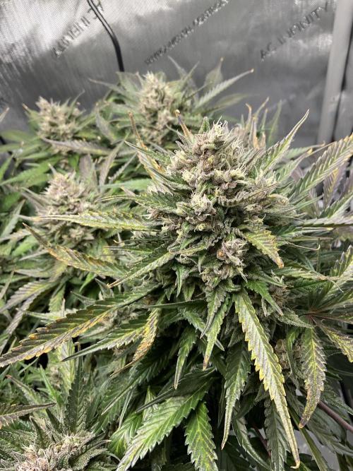 Strawberry Gorilla indoor FastBuds. Week 11 - Tag 71