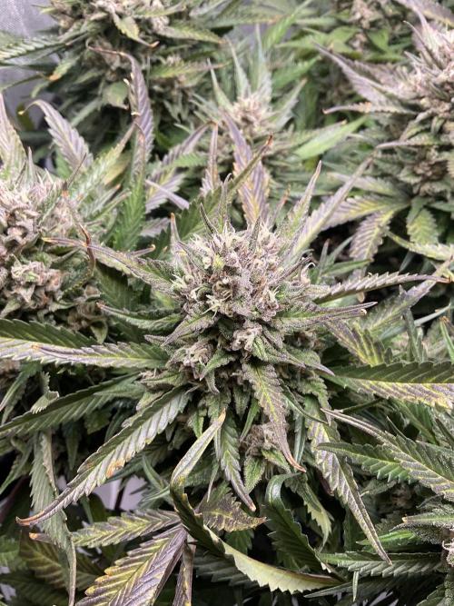 Strawberry Gorilla indoor FastBuds. Week 11 - Tag 71