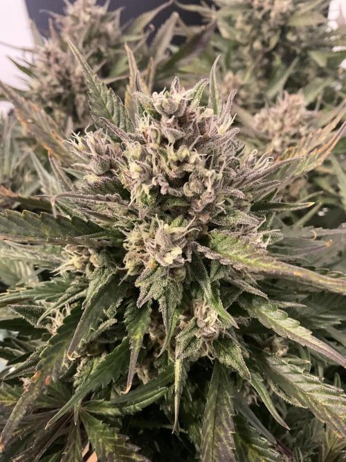 Strawberry Gorilla indoor FastBuds. Week 11 - Tag 71