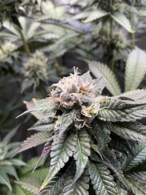 Blueberry pancakes indoor HSC. Week 11 - Tag 77