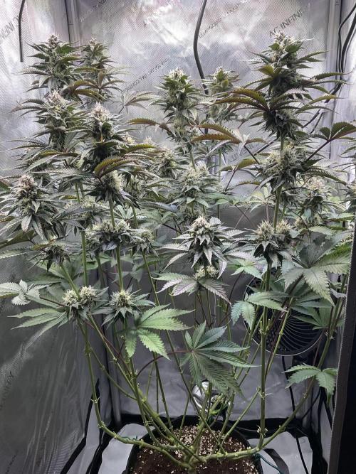 Blueberry pancakes indoor HSC. Week 11 - Tag 77