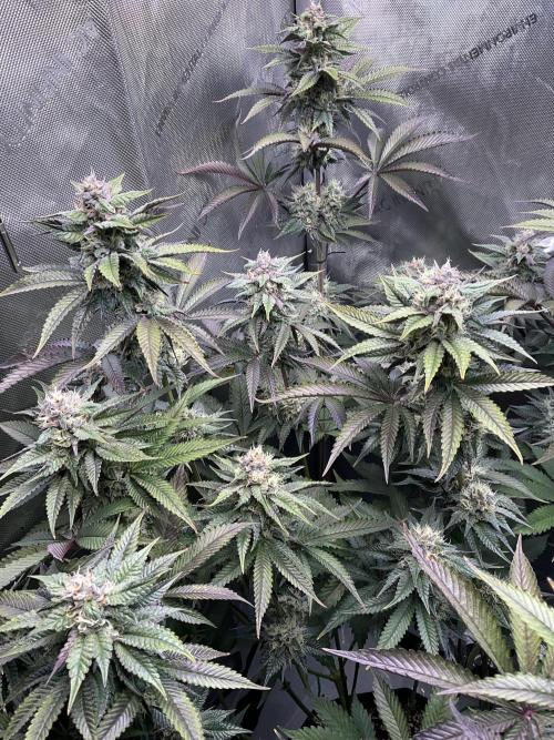 Blueberry pancakes indoor HSC. Week 11 - Tag 77 