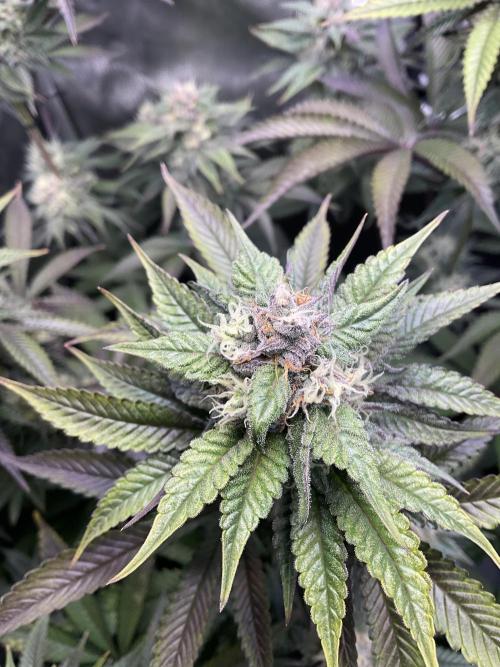 Blueberry pancakes indoor HSC. Week 11 - Tag 77