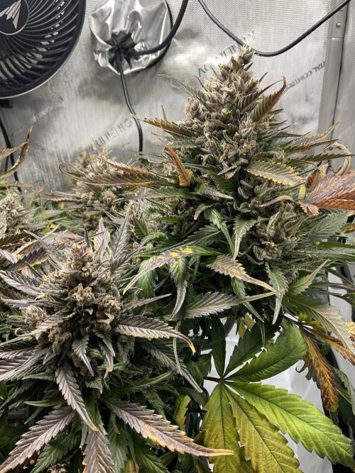 Strawberry Gorilla indoor FastBuds. Week 12