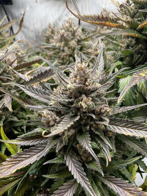 Strawberry Gorilla indoor FastBuds. Week 12