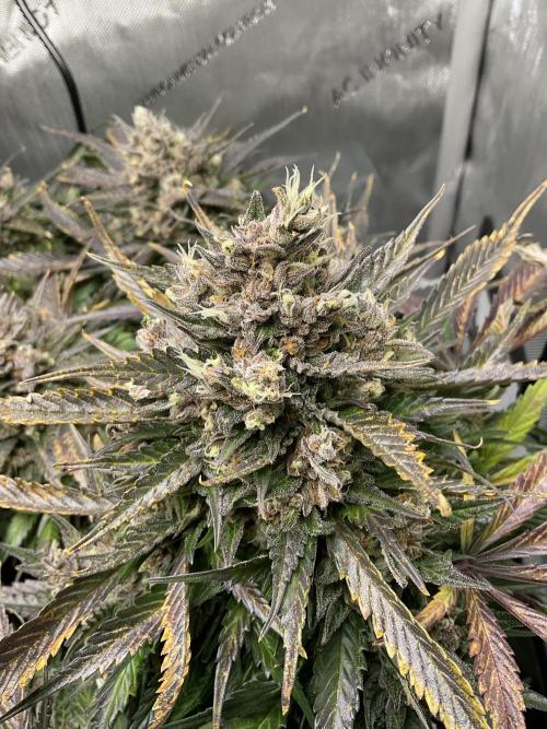 Strawberry Gorilla indoor FastBuds. Week 12