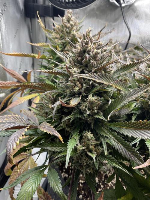 Strawberry Gorilla indoor FastBuds. Week 12