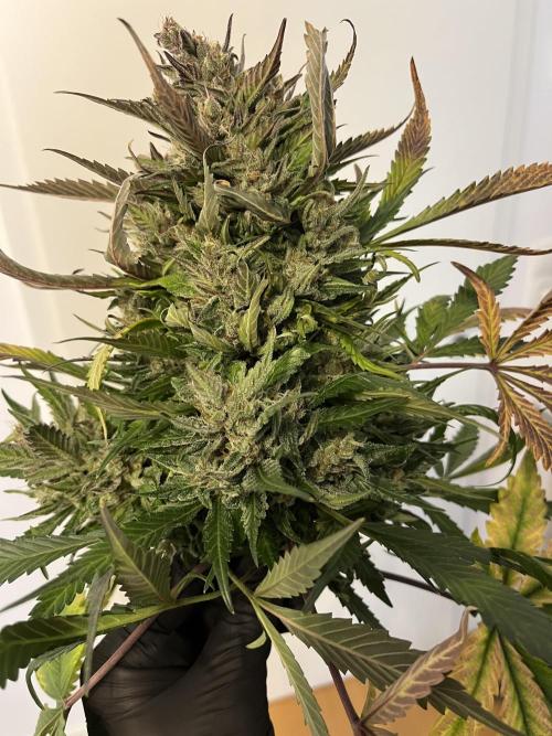 Strawberry Gorilla indoor FastBuds. Week 12 - bud rot - leider entsorgt