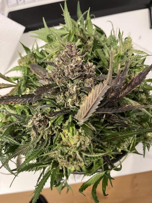 Strawberry Gorilla indoor FastBuds. Week 12 - Für die Ausdünnung entfernt