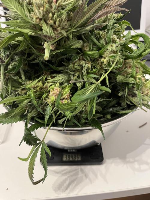 Strawberry Gorilla indoor FastBuds. Week 12 - Für die Ausdünnung entfernt