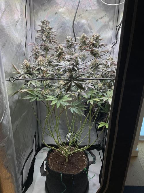 Blueberry pancakes indoor HSC. Week 12 - Tag 84