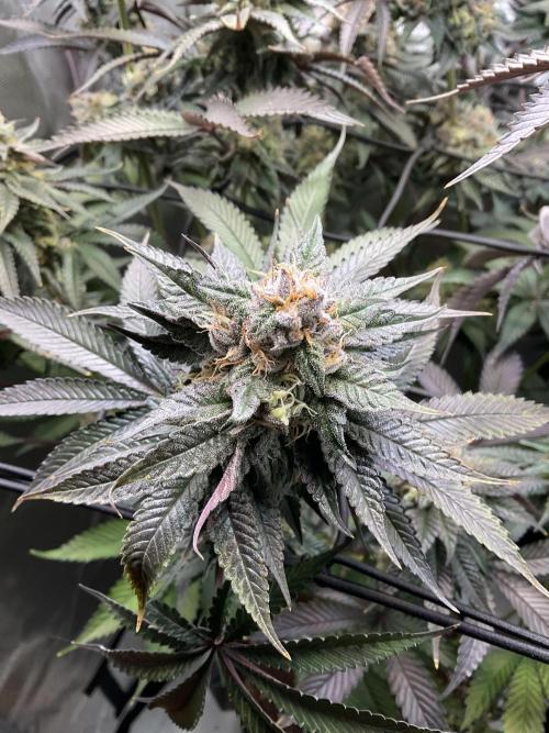 Blueberry pancakes indoor HSC. Week 12 - Tag 84