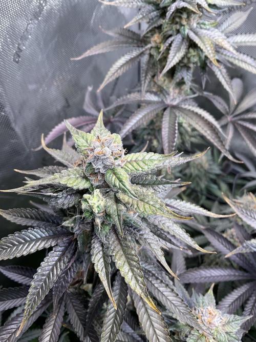 Blueberry pancakes indoor HSC. Week 12 - Tag 84