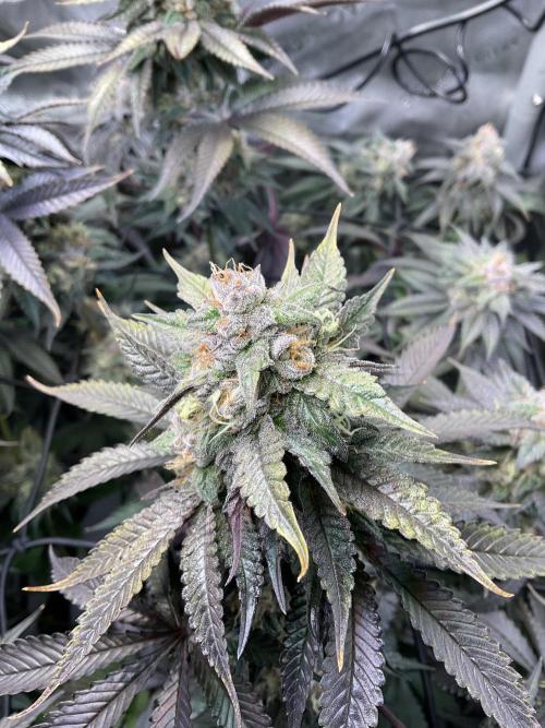 Blueberry pancakes indoor HSC. Week 12 - Tag 84