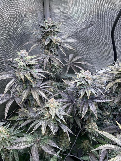 Blueberry pancakes indoor HSC. Week 12 - Tag 84