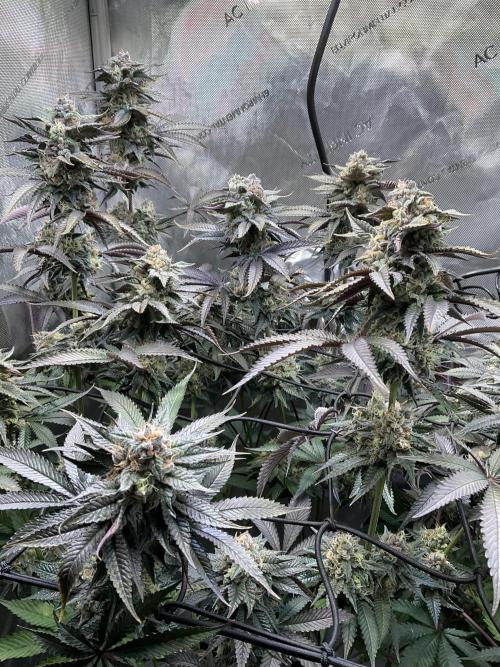 Blueberry pancakes indoor HSC. Week 12 - Tag 84