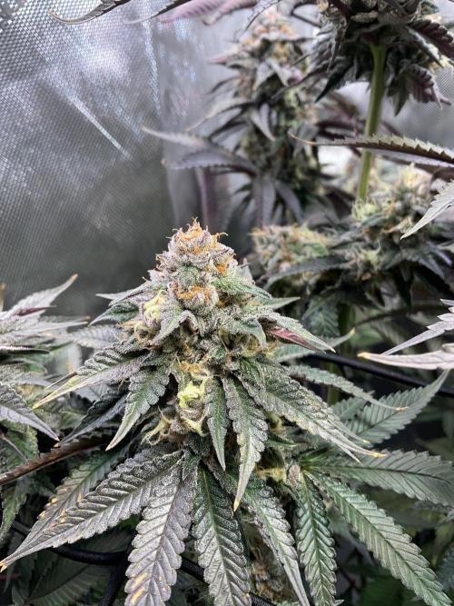 Blueberry pancakes indoor HSC. Week 12 - Tag 84