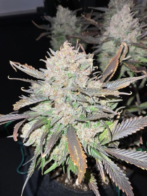 Strawberry Gorilla indoor FastBuds. Week 12 - Tag 84 - Ernte 