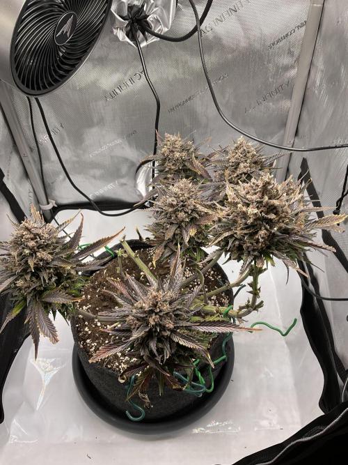 Strawberry Gorilla indoor FastBuds. Week 12 - Tag 84 - Ernte 