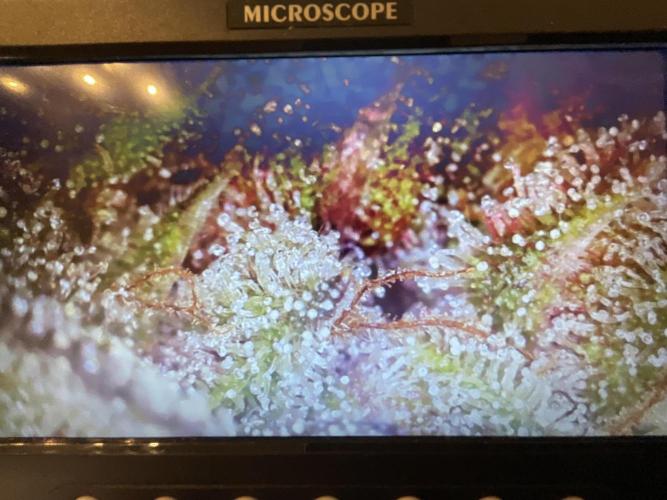 Strawberry Gorilla indoor FastBuds. Week 12 - Tag 84 - Ernte 