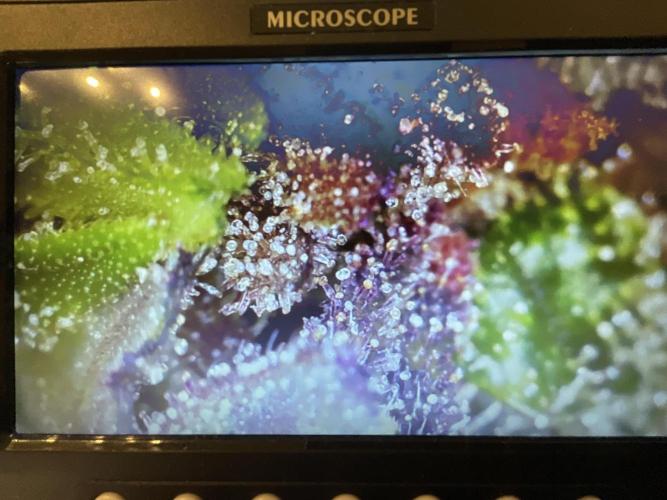 Strawberry Gorilla indoor FastBuds. Week 12 - Tag 84 - Ernte 