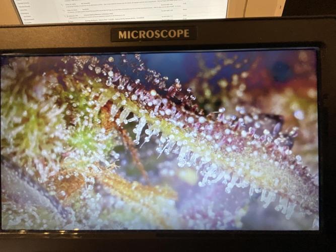 Strawberry Gorilla indoor FastBuds. Week 12 - Tag 84 - Ernte 