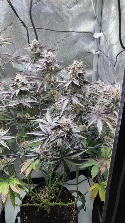 Blueberry pancakes indoor HSC